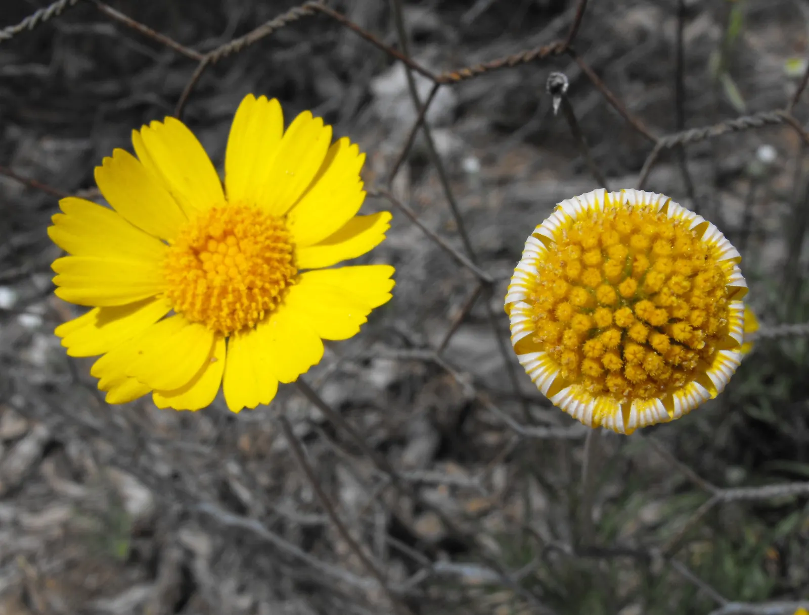 Angelita Daisy,Sundancer Daisy (Tetraneuris Acaulis) — drought-tolerant option that provides year-round interest and attracts pollinators to gardens and