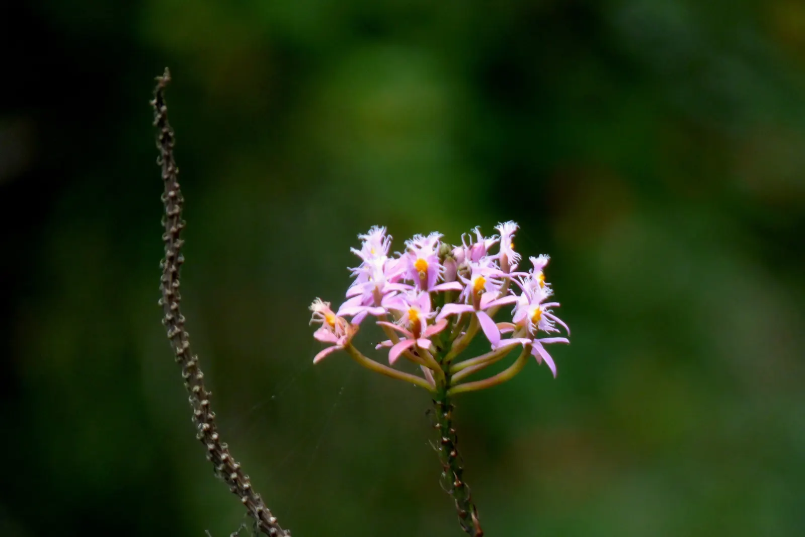 Reed Orchid, Epidendrum (Epidendrum Ibaguense) — which are typically observed throughout the year with peaks in the warmer months.<br><br>For optimal growth