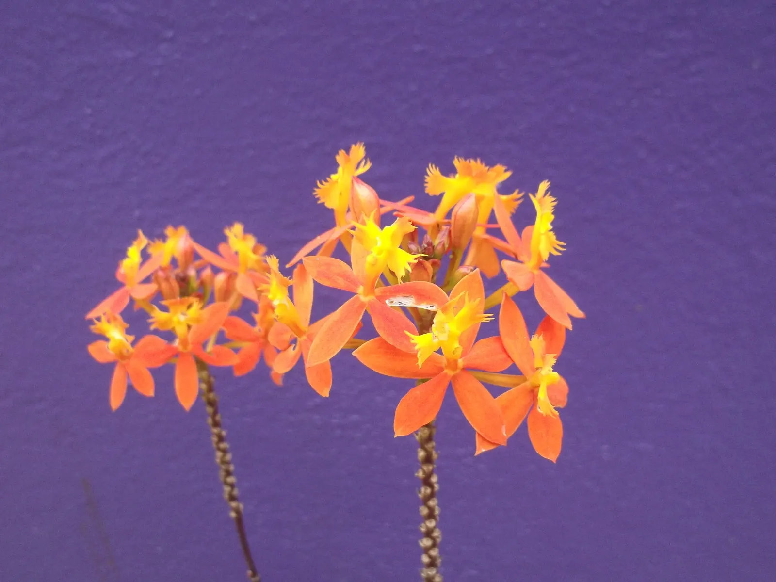 Reed Orchid, Epidendrum (Epidendrum Ibaguense) — is a striking species that offers a lush