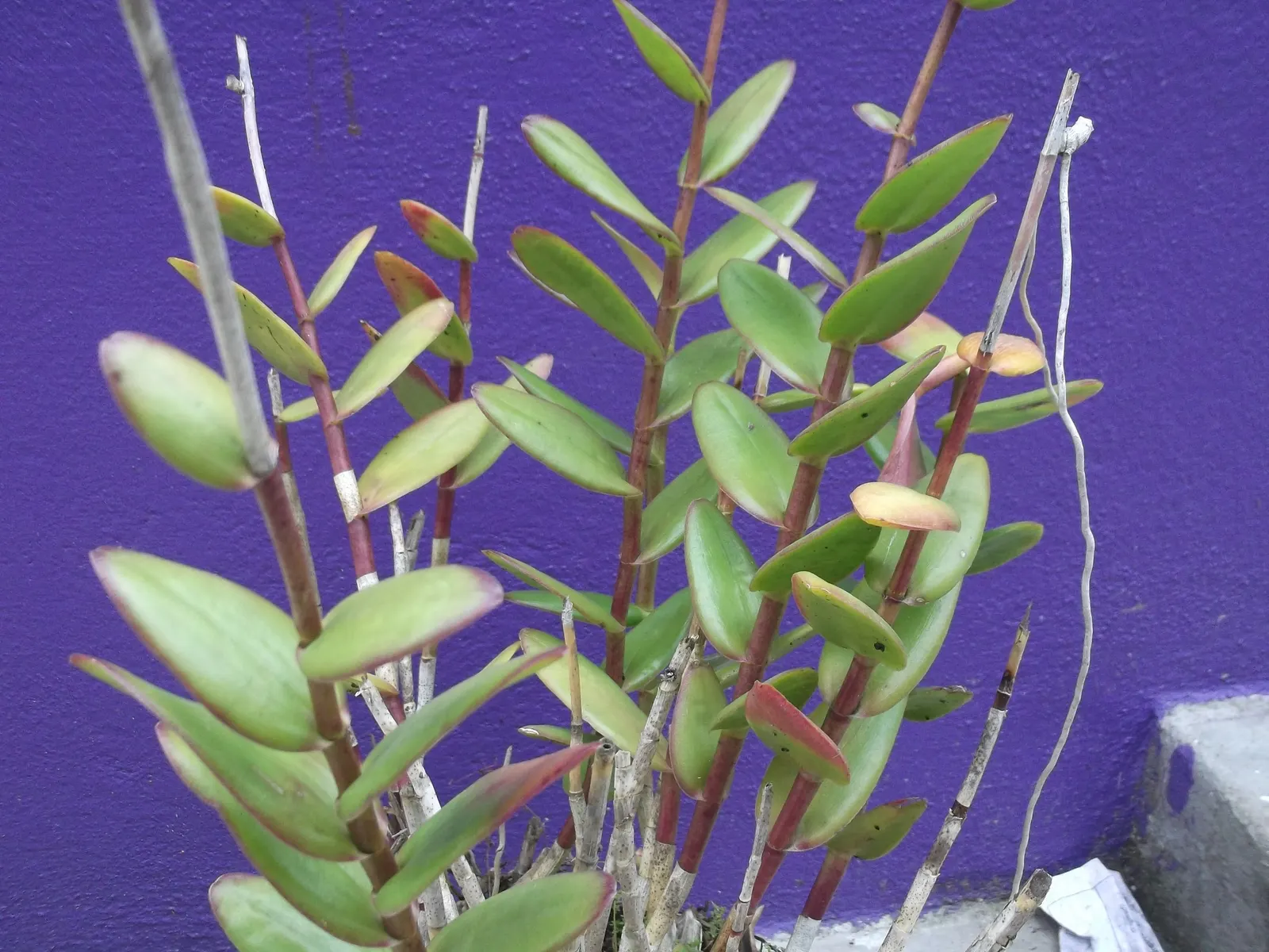 Reed Orchid, Epidendrum (Epidendrum Ibaguense) — This hardy orchid thrives in full to partial sun and prefers well-drained, loamy soil