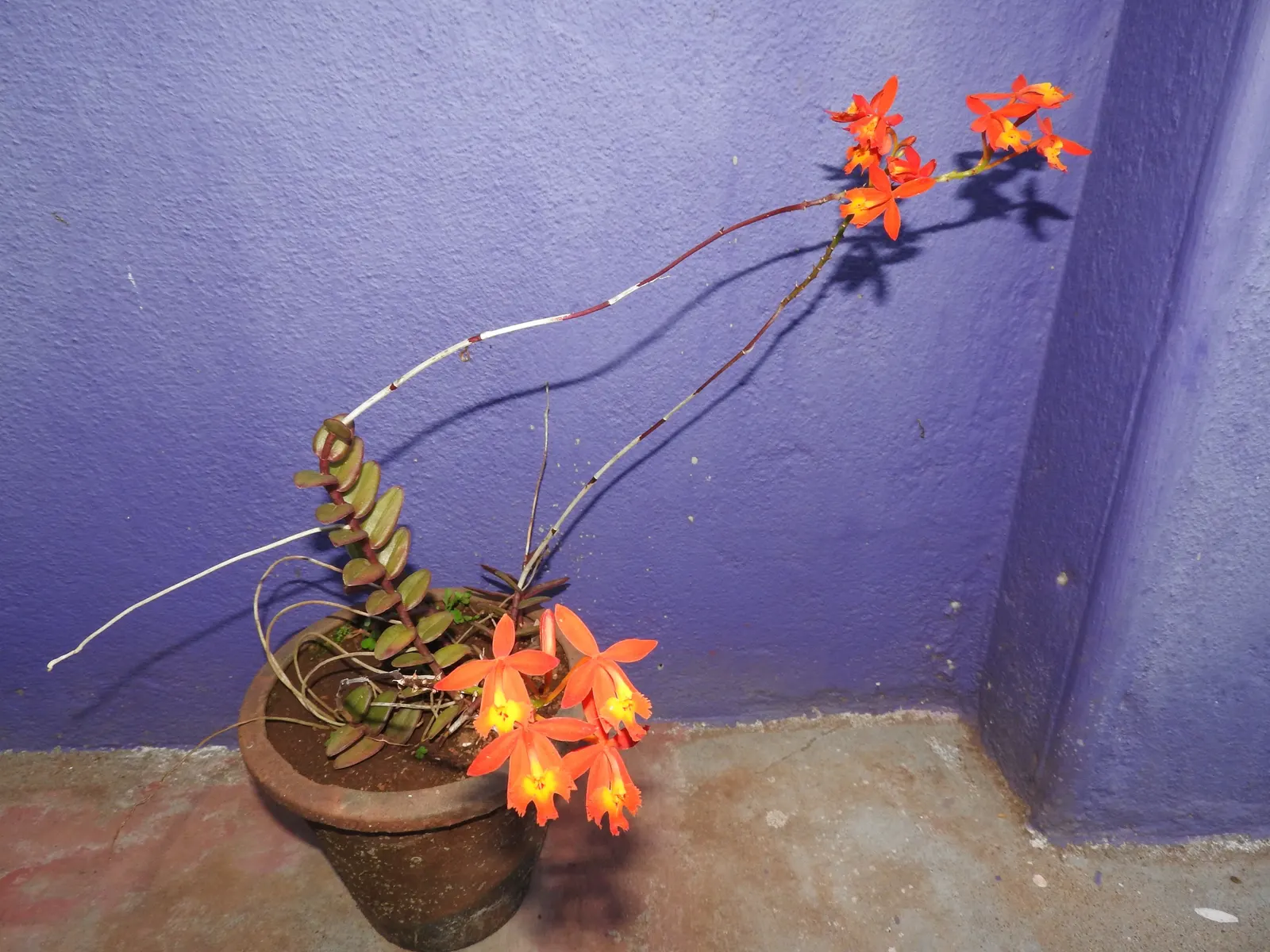 Reed Orchid, Epidendrum (Epidendrum Ibaguense) — Originating from Central and South America