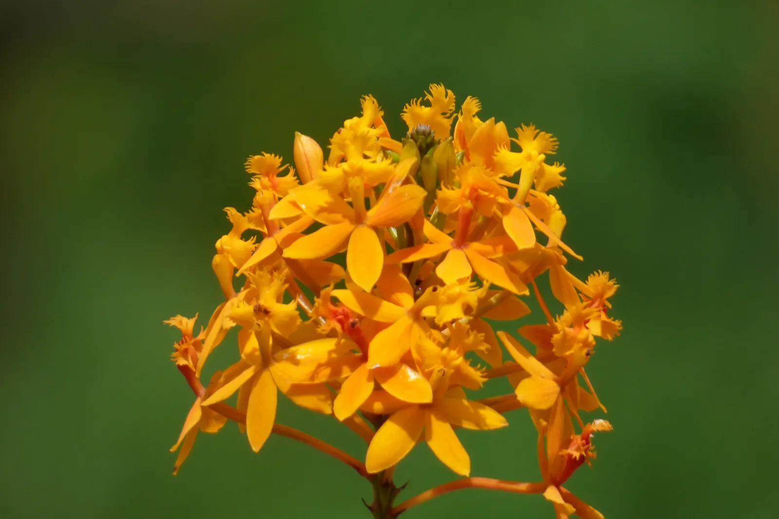 Reed Orchid, Epidendrum (Epidendrum Ibaguense) — Its resilience makes it an excellent candidate for the beginner gardener