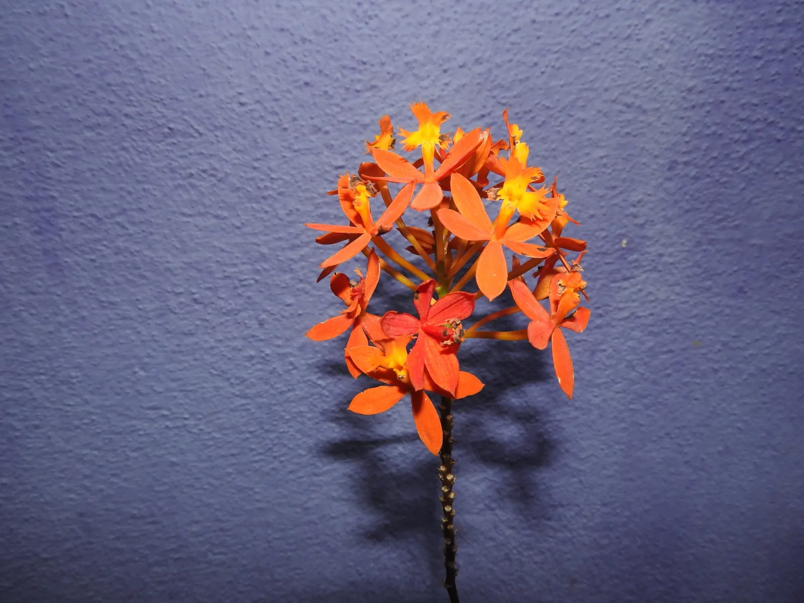 Reed Orchid, Epidendrum (Epidendrum Ibaguense) — cluster in inflorescences at the stem tips