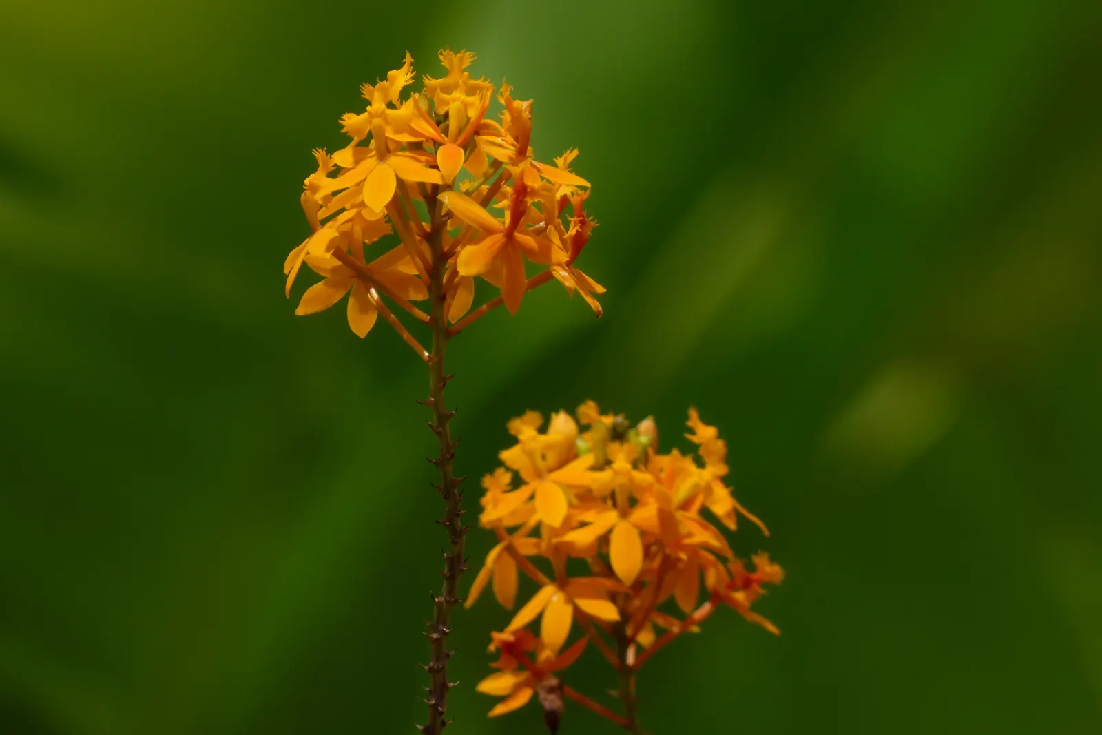Reed Orchid, Epidendrum (Epidendrum Ibaguense) — typically about 1 to 1.5 inches across