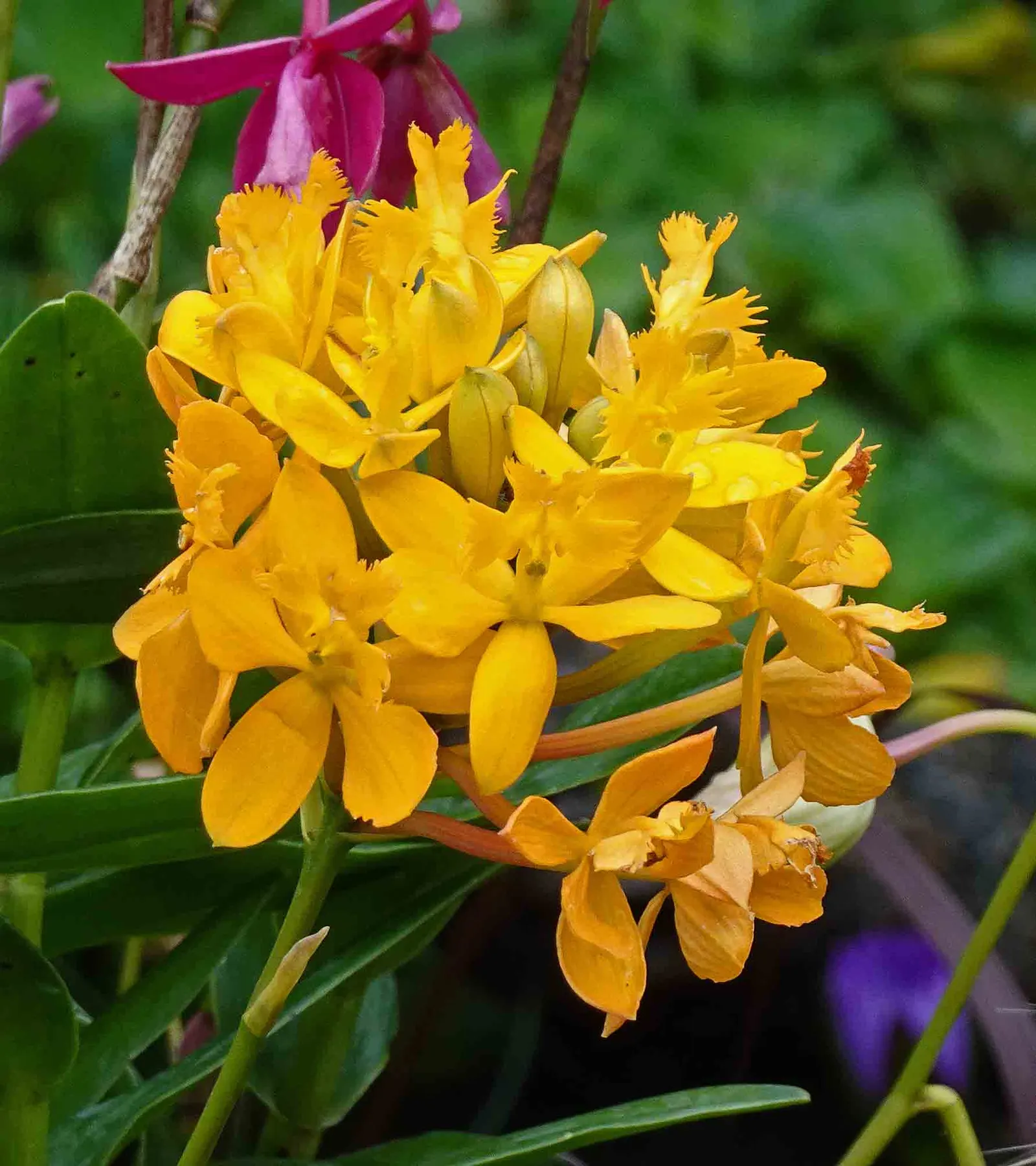 Reed Orchid, Epidendrum (Epidendrum Ibaguense) — tropical appeal to any landscape design