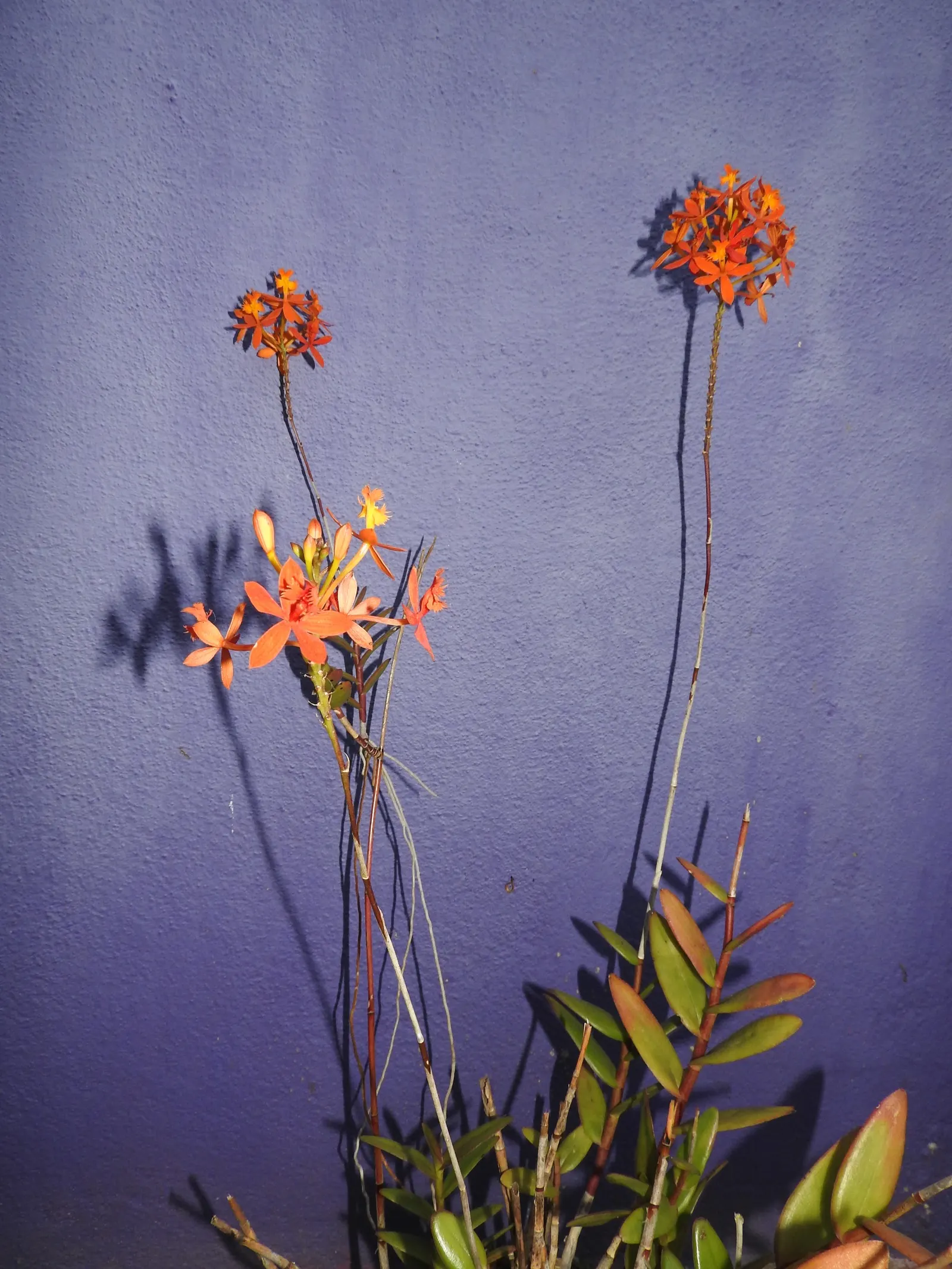 Reed Orchid, Epidendrum (Epidendrum Ibaguense) — slender pseudobulbs up to 3 feet high