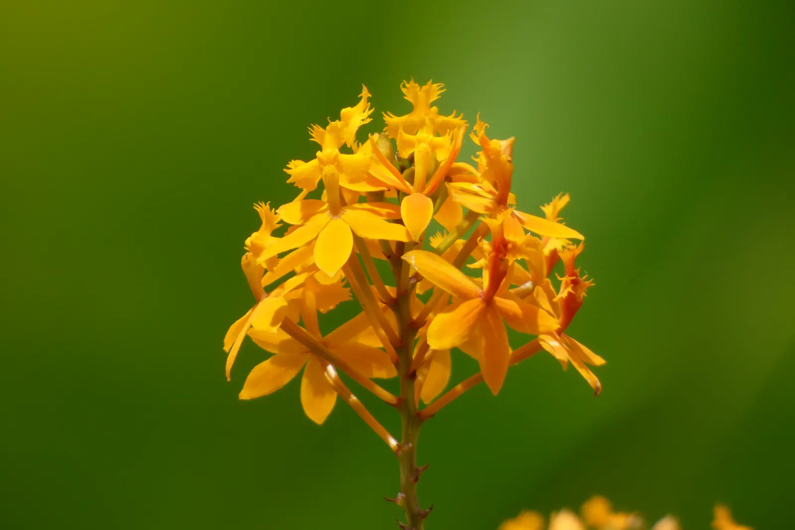 Reed Orchid, Epidendrum (Epidendrum Ibaguense) — scientifically referred to as Epidendrum ibaguense; typically about 1 to 1.5 inches across