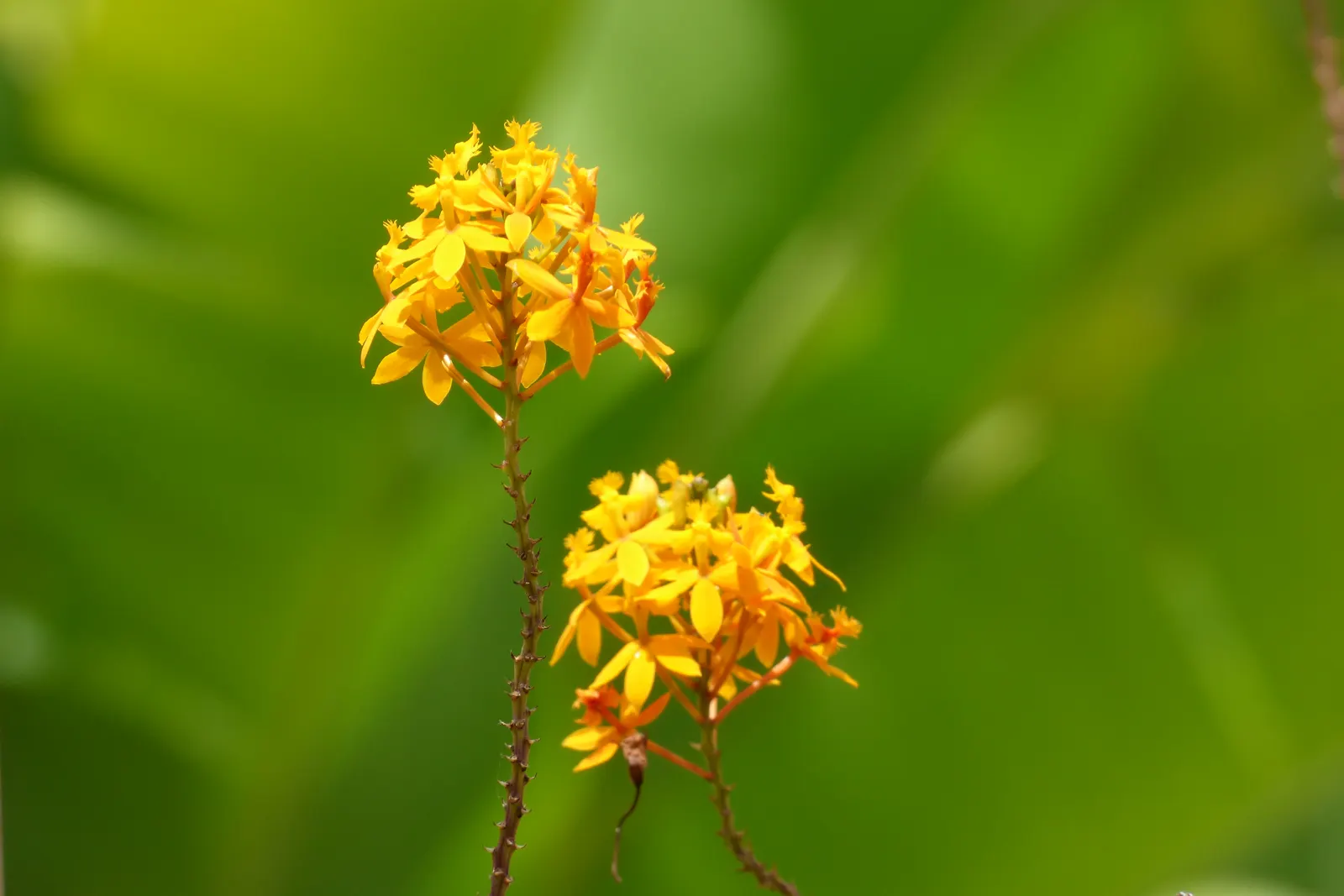 Reed Orchid, Epidendrum (Epidendrum Ibaguense) — This hardy orchid thrives in full to partial sun and prefers well-drained, loamy soil; slender pseudobulbs up