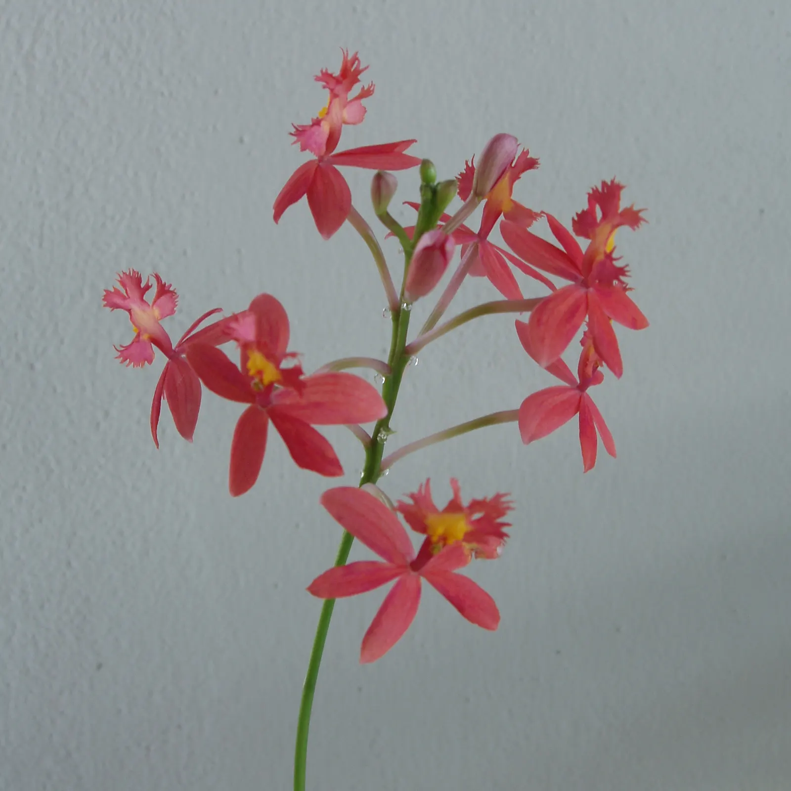 Reed Orchid, Epidendrum (Epidendrum Ibaguense) — Originating from Central and South America; tropical appeal to any landscape design