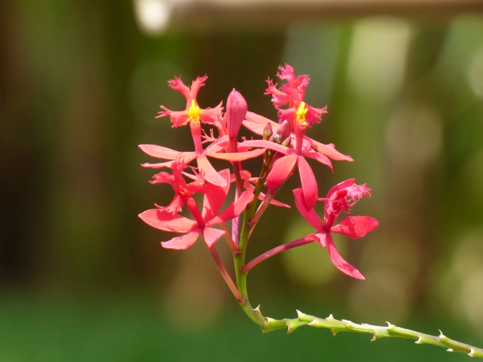Reed Orchid, Epidendrum (Epidendrum Ibaguense) — multi-colored and orange flowers in the garden