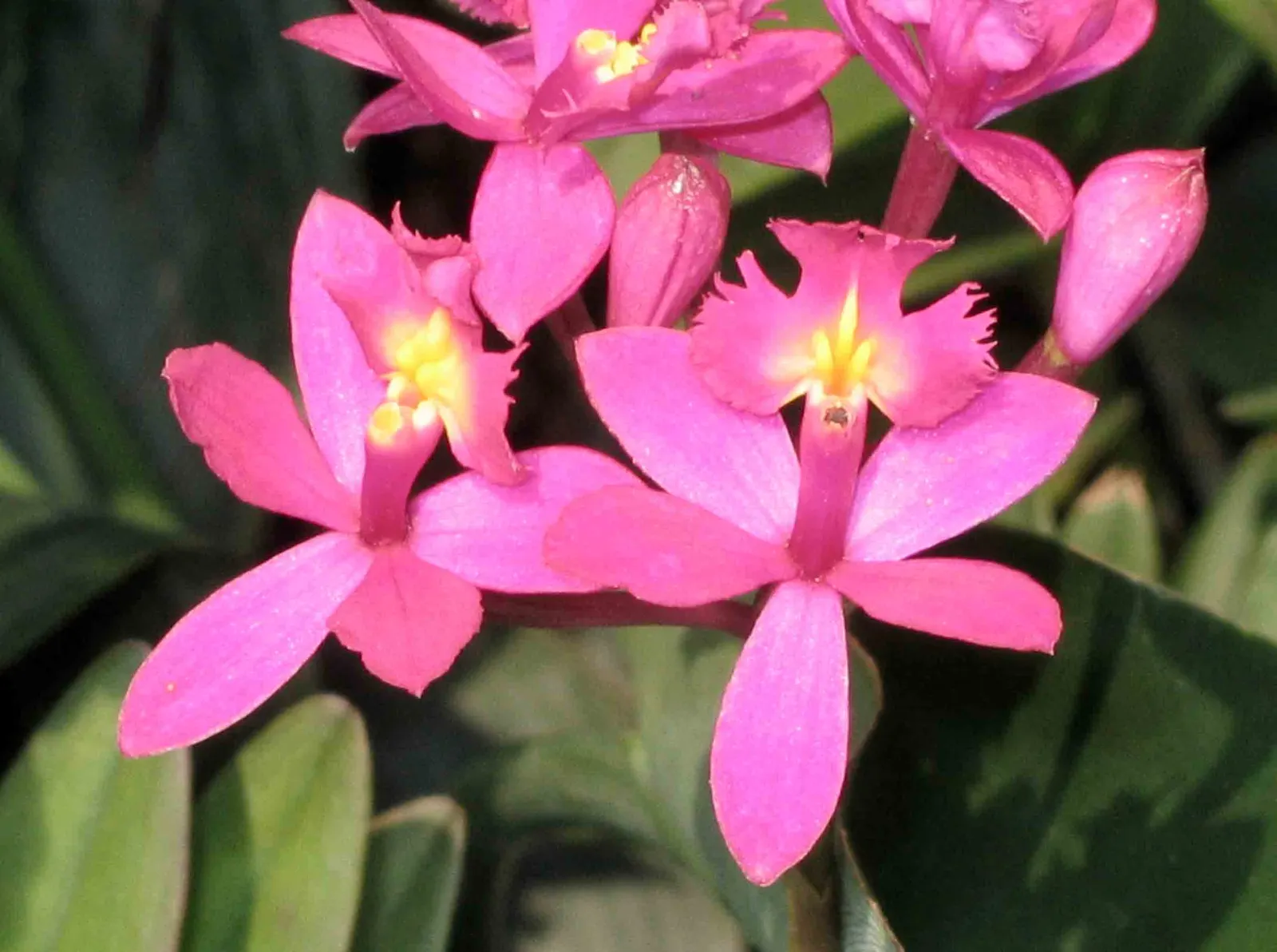 Reed Orchid, Epidendrum (Epidendrum Ibaguense) — adding a vertical dimension to garden schemes.<br><br>Its slender stems are adorned with linear