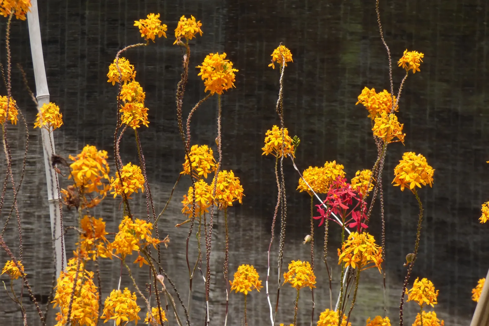 Reed Orchid, Epidendrum (Epidendrum Ibaguense) — but it is also relatively low maintenance