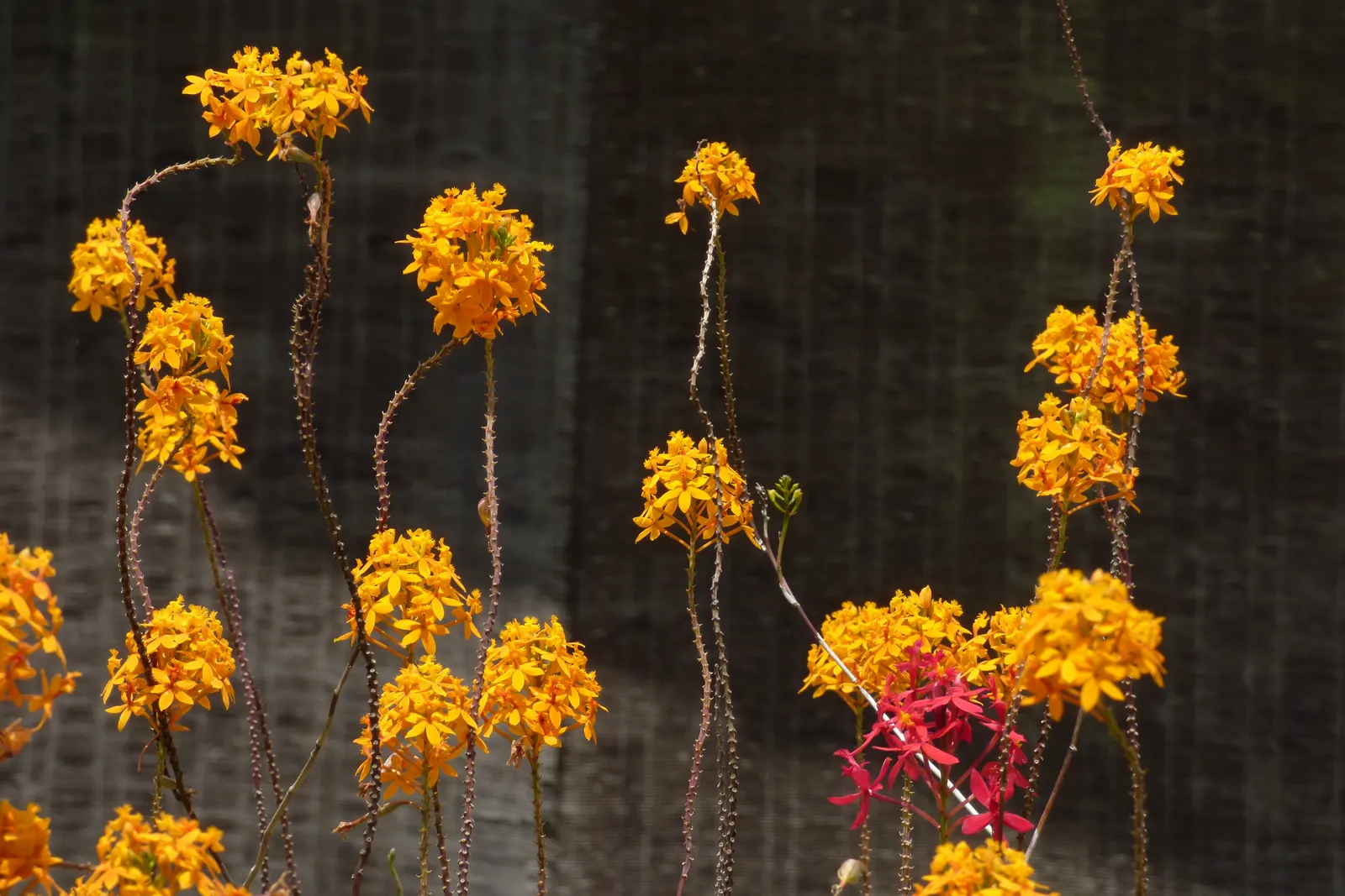 Reed Orchid, Epidendrum (Epidendrum Ibaguense) — commonly known as Reed Orchid