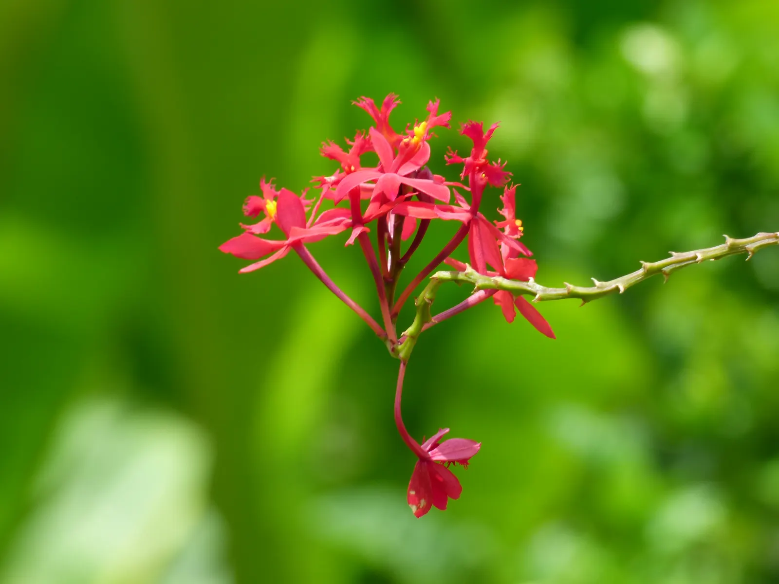 Reed Orchid, Epidendrum (Epidendrum Ibaguense) — evergreen presence and year-round interest for the discerning client