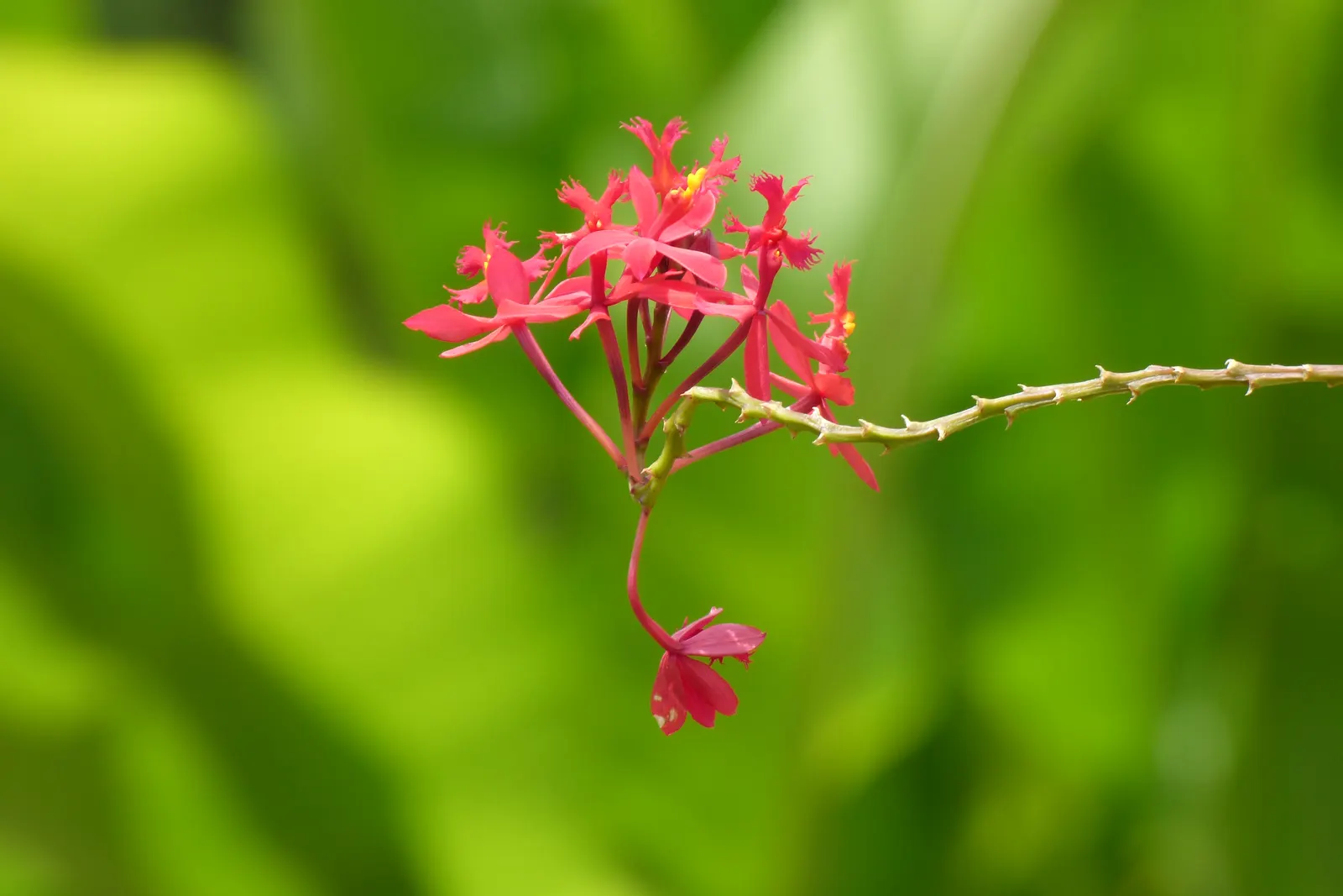 Reed Orchid, Epidendrum (Epidendrum Ibaguense) — evergreen perennial with tall; this hardy orchid stands out with its tall