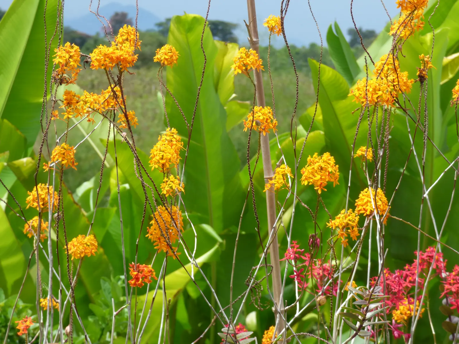 Reed Orchid, Epidendrum (Epidendrum Ibaguense) — this hardy orchid stands out with its tall; the flowers of the Reed Orchid