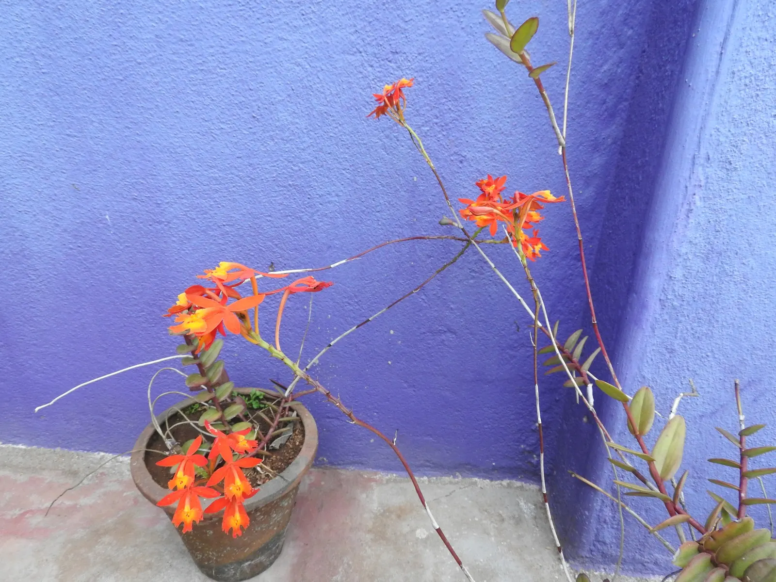 Reed Orchid, Epidendrum (Epidendrum Ibaguense) — Reed Orchids bloom prolifically, providing dazzling color in USDA zones 10-11, and require moderate watering