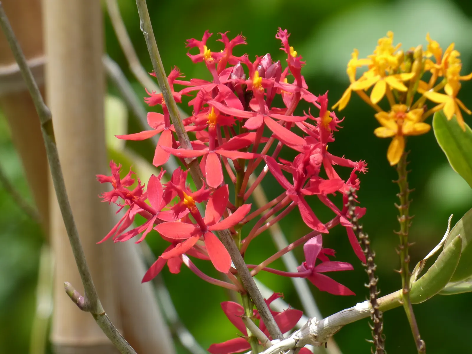 Reed Orchid, Epidendrum (Epidendrum Ibaguense) — The flowers of the Reed Orchid