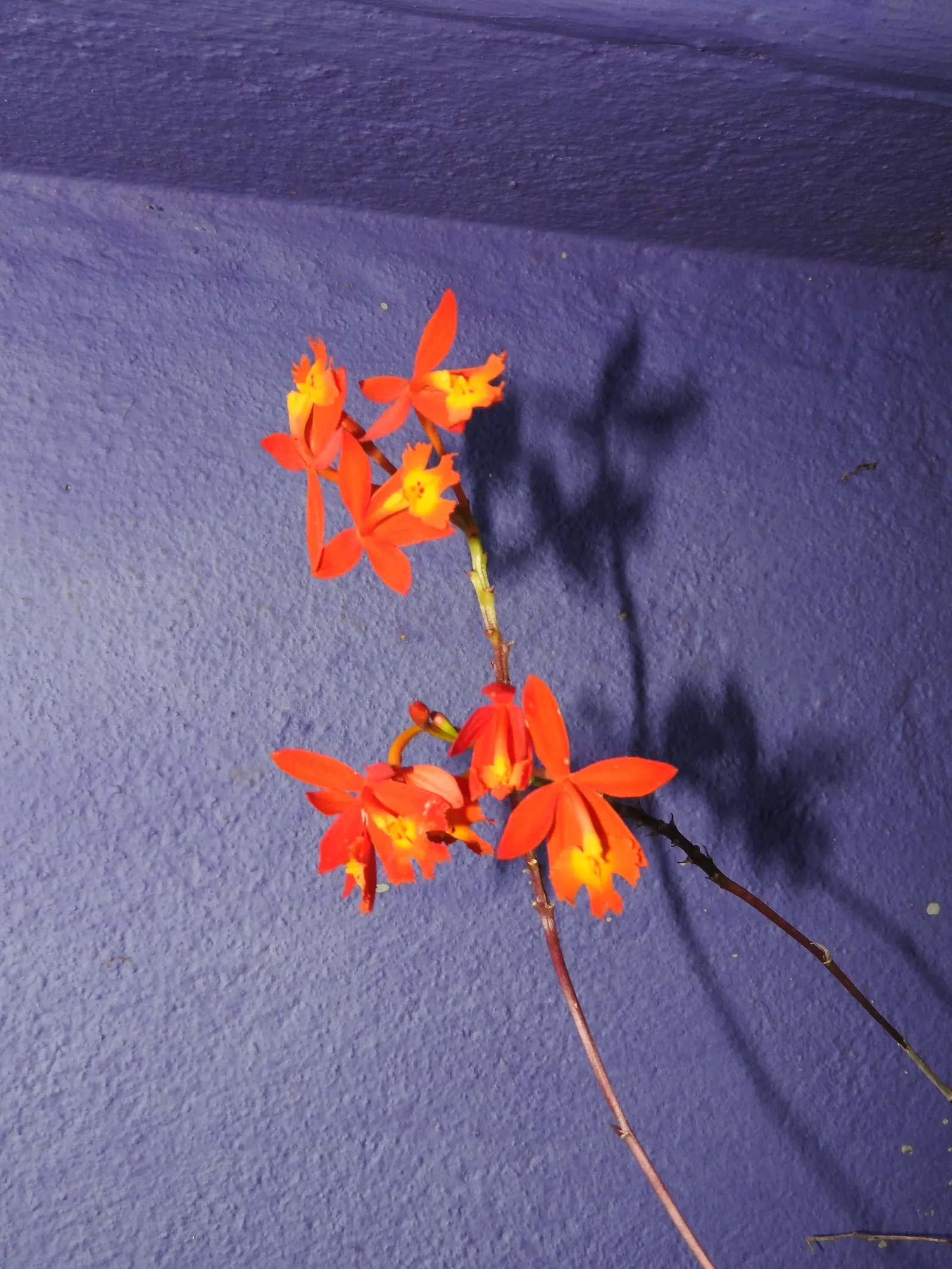 Reed Orchid, Epidendrum (Epidendrum Ibaguense) — cane-like pseudobulbs that can reach heights of up to 5 feet