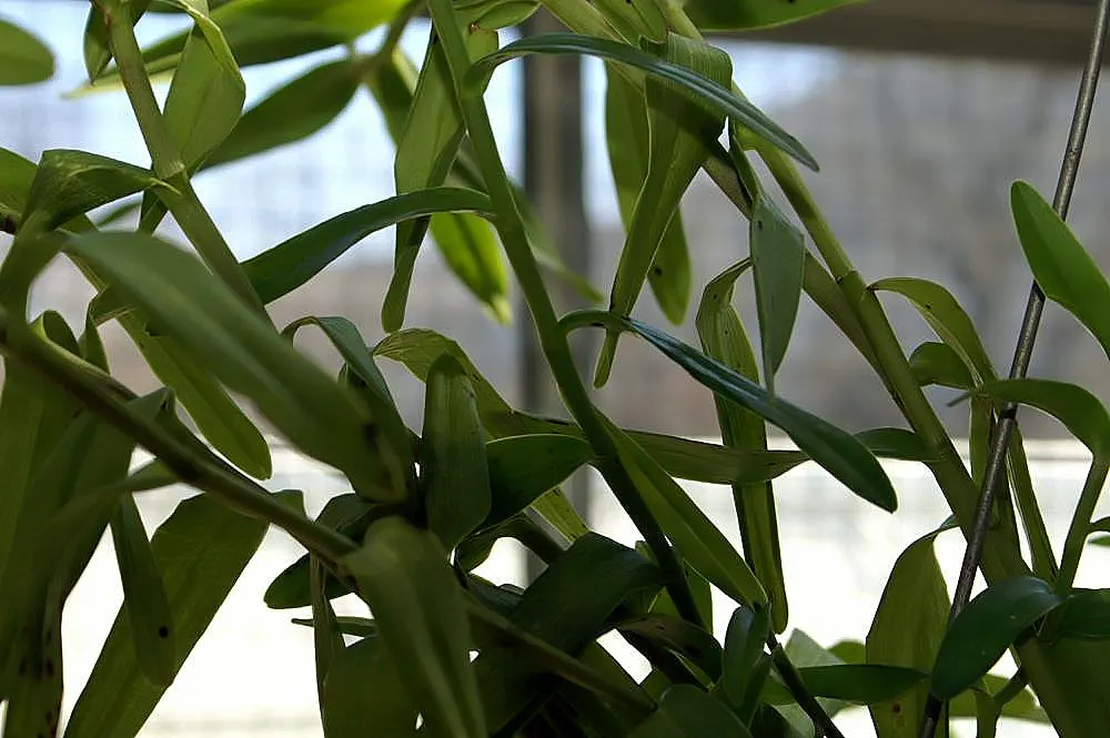Reed Orchid, Epidendrum (Epidendrum Ibaguense) — It boasts vibrant, star-shaped, yellow or red flowers with a spread of up to 2 inches; including the Reed