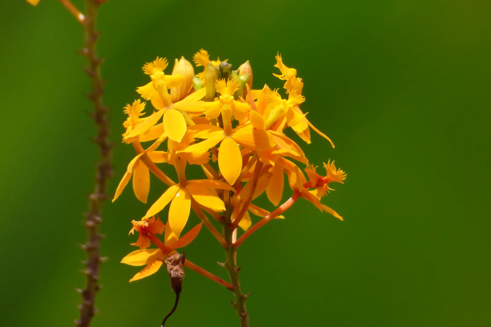 Reed Orchid, Epidendrum (Epidendrum Ibaguense) — Reed Orchids bloom prolifically, providing dazzling color in USDA zones 10-11, and require, image 35