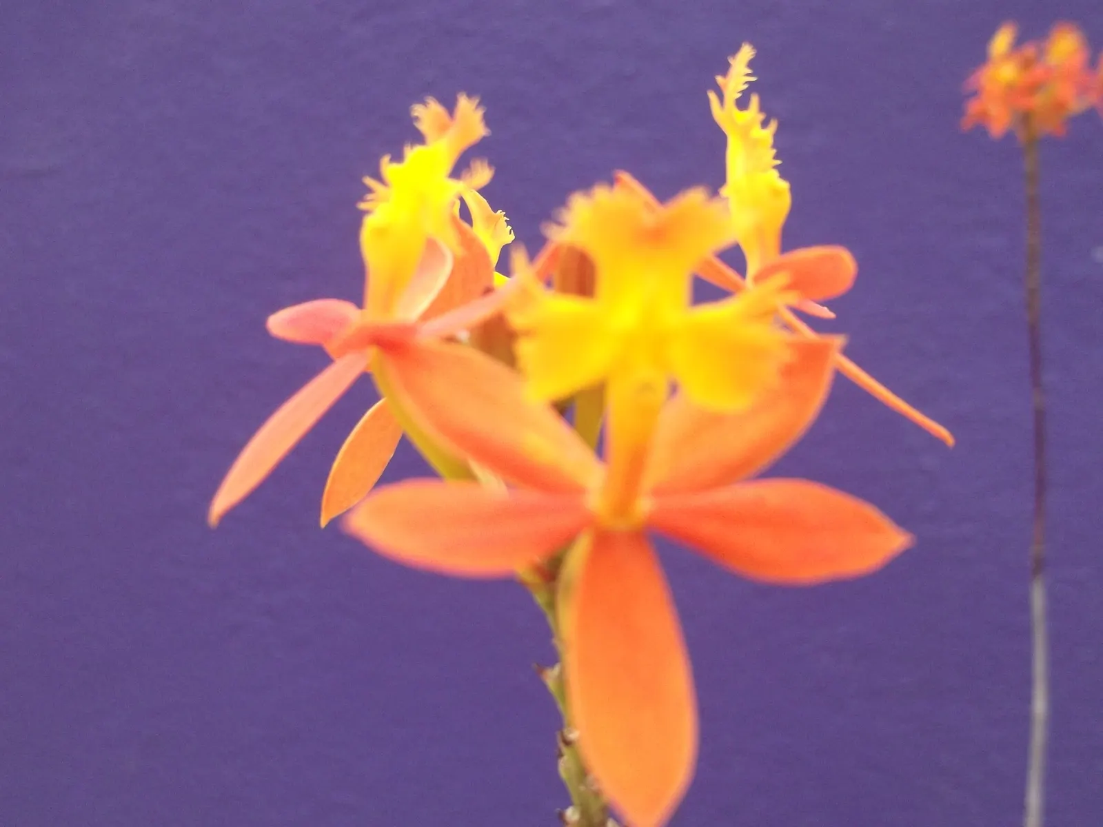 Reed Orchid, Epidendrum (Epidendrum Ibaguense) — These blooms showcase an array of colors from deep reds to purples