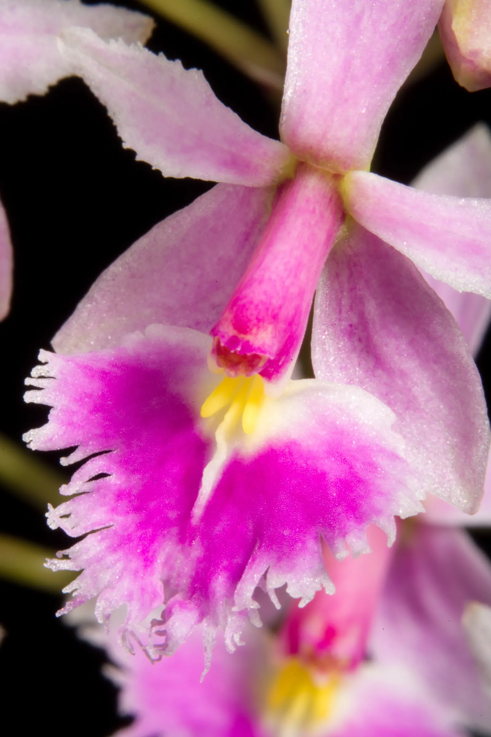 Reed Orchid, Epidendrum (Epidendrum Ibaguense) — painting a vivid green backdrop for the vibrant blooms