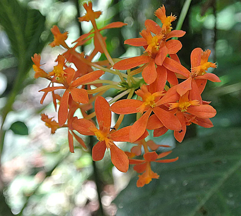 Reed Orchid, Epidendrum (Epidendrum Ibaguense) — leathery leaves that measure around 4 to 6 inches in length