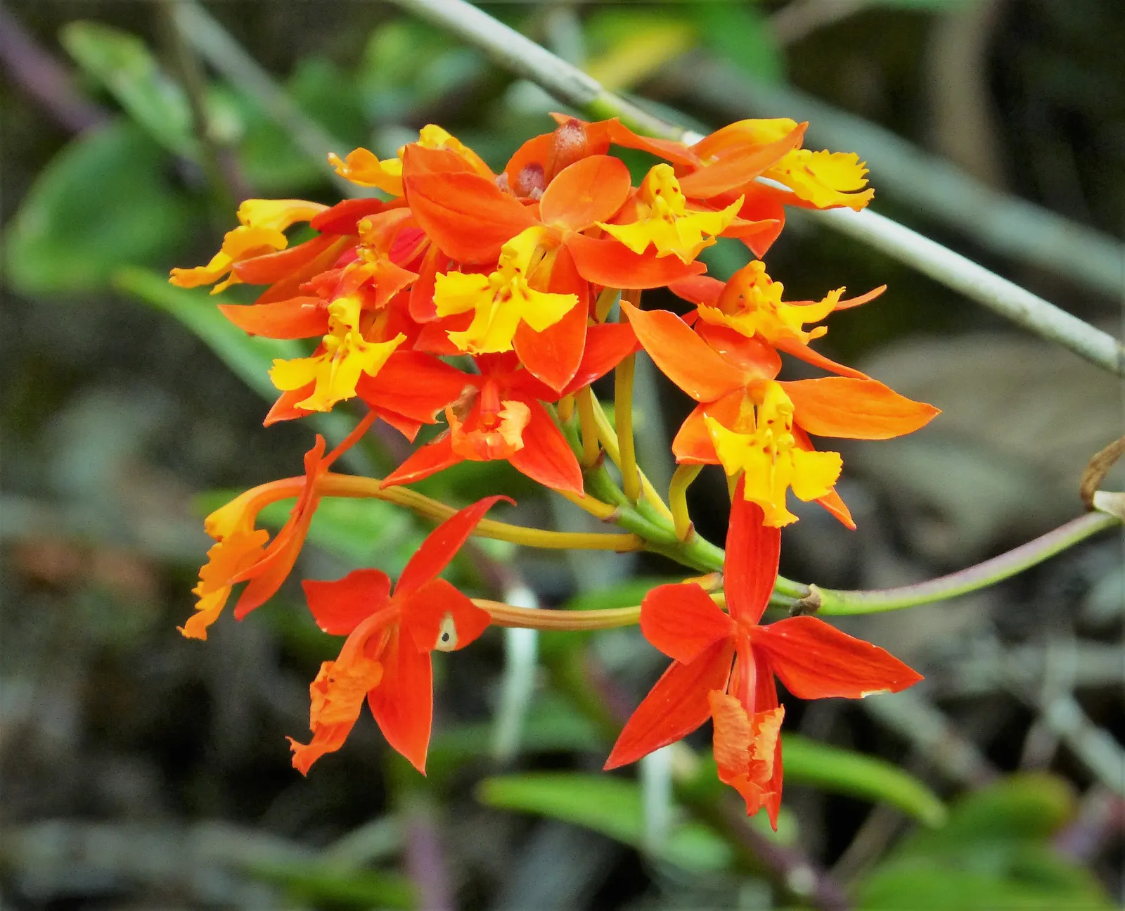 Reed Orchid, Epidendrum (Epidendrum Ibaguense) — commonly known as Reed Orchid; it boasts vibrant, star-shaped, yellow or red flowers with a spread of up to 2