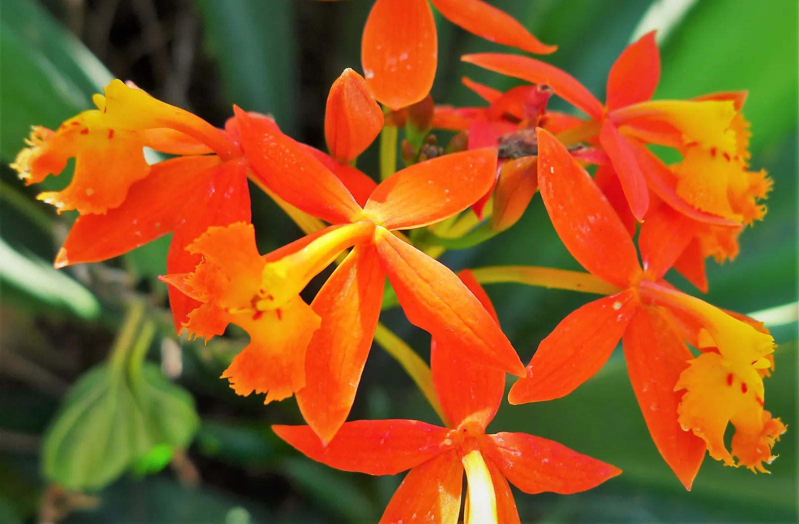 Reed Orchid, Epidendrum (Epidendrum Ibaguense) — slender pseudobulbs up to 3 feet high; cluster in inflorescences at the stem tips