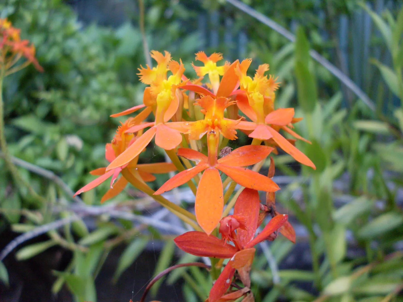 Reed Orchid, Epidendrum (Epidendrum Ibaguense) — It boasts vibrant, star-shaped, yellow or red flowers with a spread of up to 2 inches