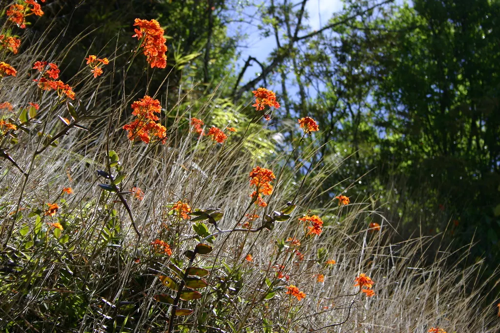 Reed Orchid, Epidendrum (Epidendrum Ibaguense) — tropical appeal to any landscape design; evergreen perennial with tall