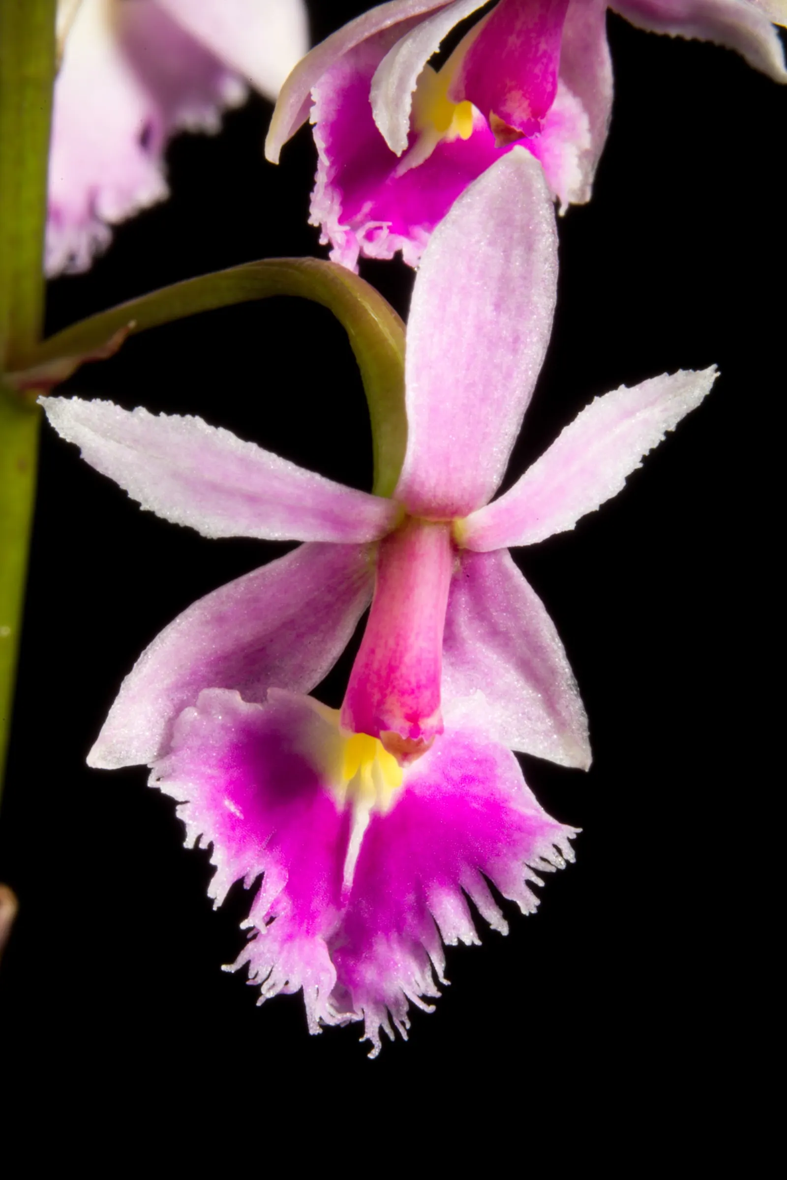 Reed Orchid, Epidendrum (Epidendrum Ibaguense) — while its exotic charm appeals to the connoisseur
