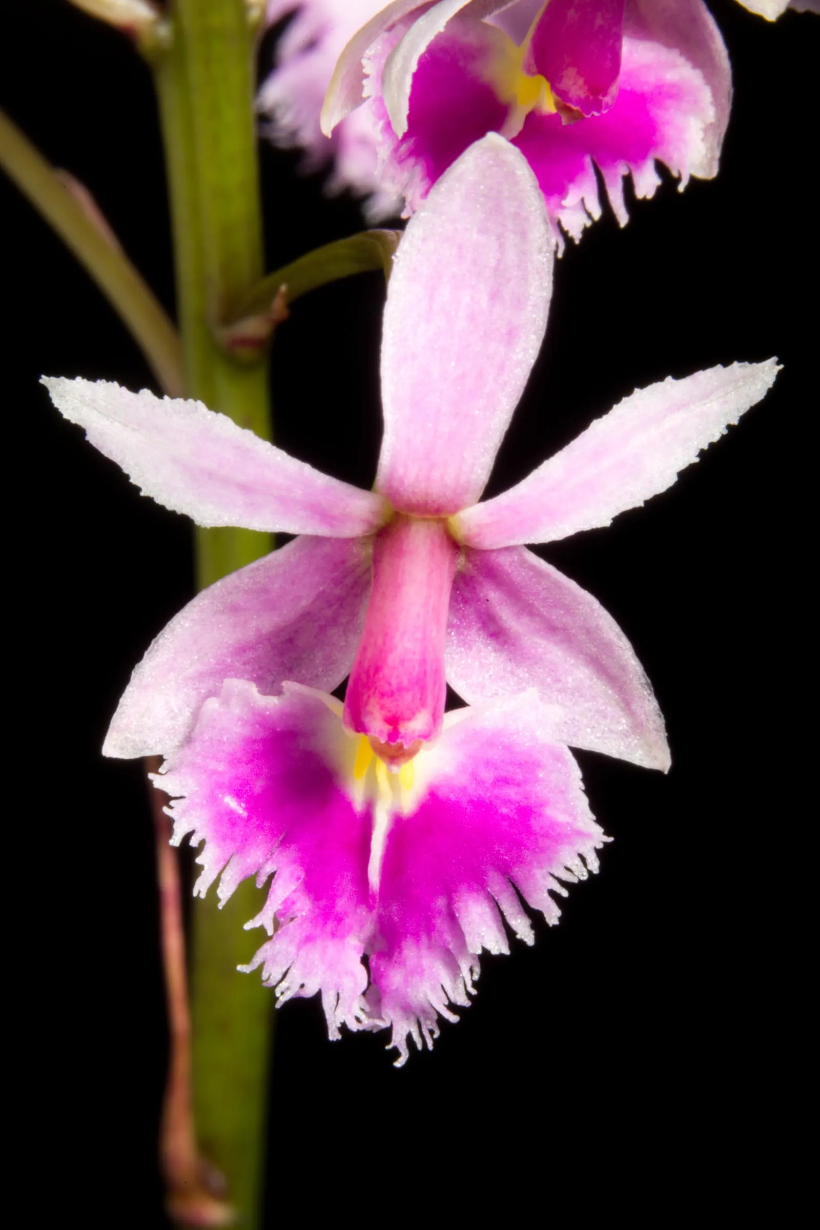 Reed Orchid, Epidendrum (Epidendrum Ibaguense) — evergreen perennial with tall