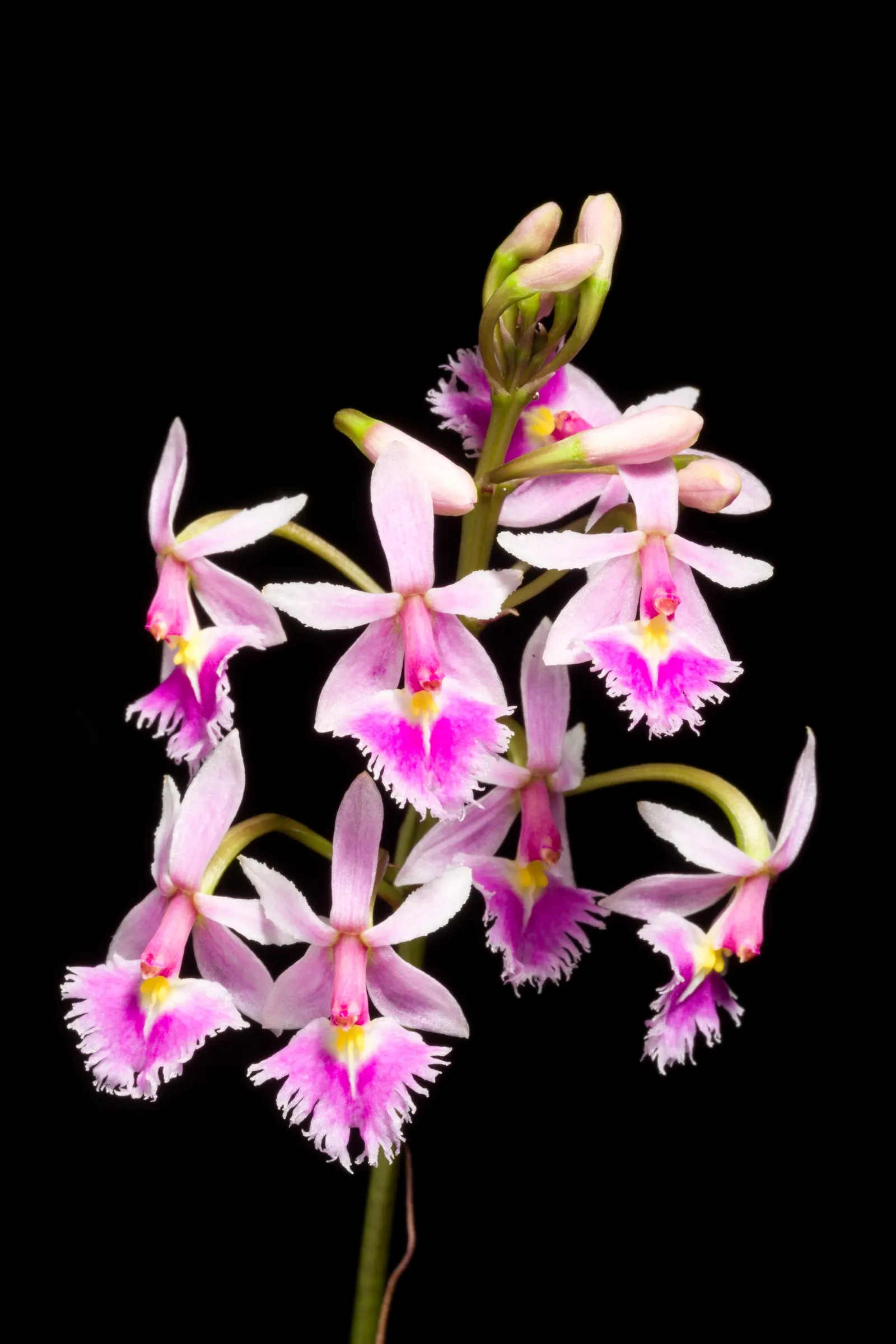Reed Orchid, Epidendrum (Epidendrum Ibaguense) — perennial for full or half