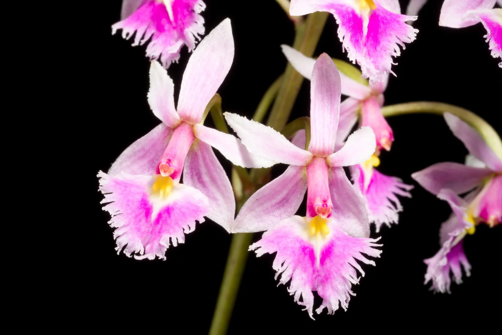 Reed Orchid, Epidendrum (Epidendrum Ibaguense) — often highlighted with a contrasting yellow or orange lip