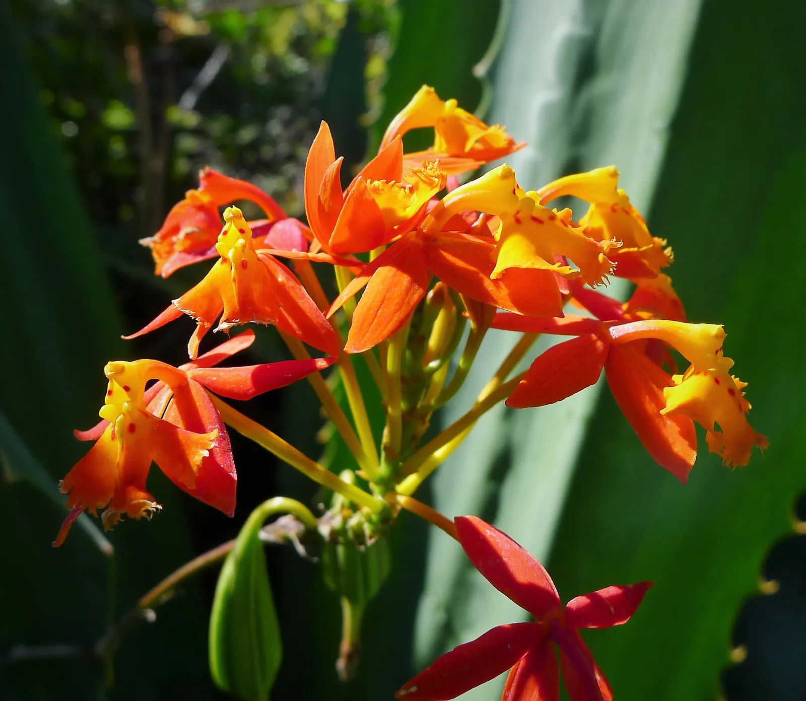 Reed Orchid, Epidendrum (Epidendrum Ibaguense) — is a striking species that offers a lush; while its exotic charm appeals to the connoisseur