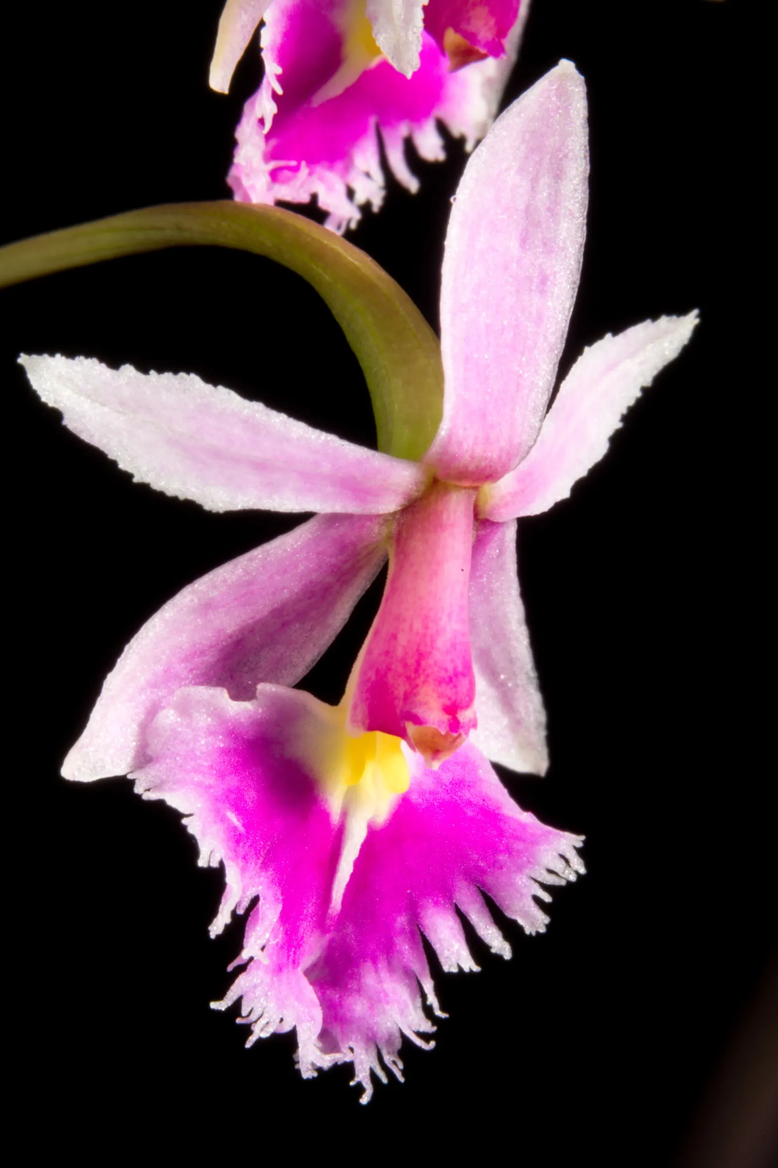 Reed Orchid, Epidendrum (Epidendrum Ibaguense) — Including the Reed Orchid in a landscape design promises to provide a long-lasting