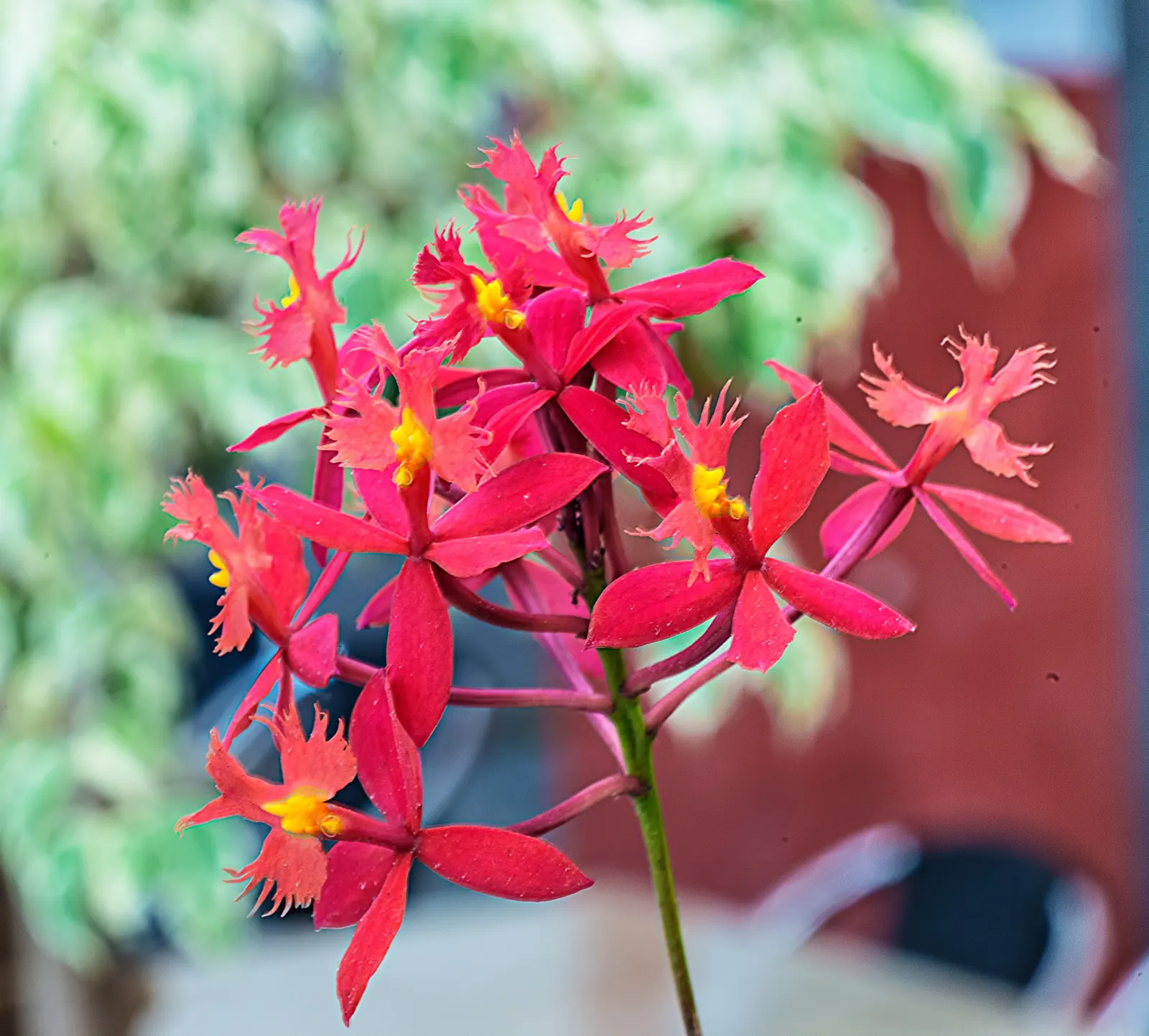 Reed Orchid, Epidendrum (Epidendrum Ibaguense) — scientifically referred to as Epidendrum ibaguense