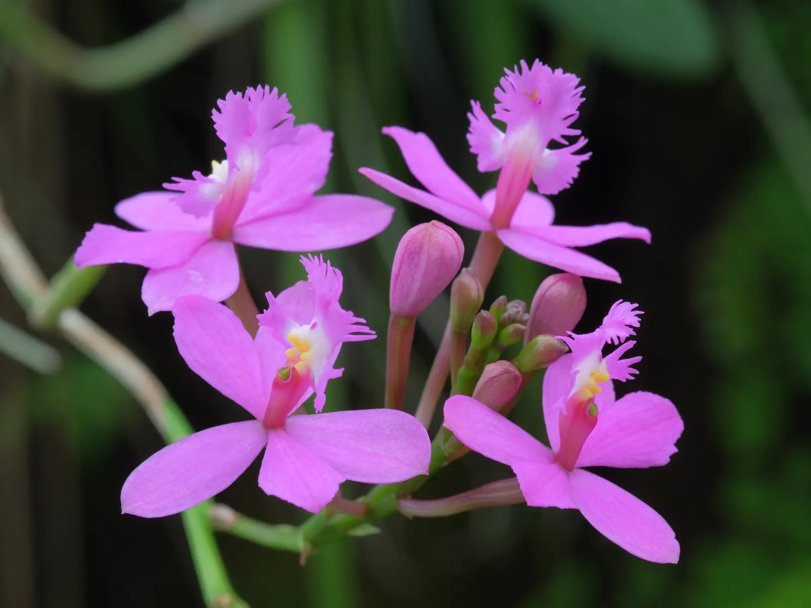 Reed Orchid, Epidendrum (Epidendrum Ibaguense) — this hardy orchid stands out with its tall