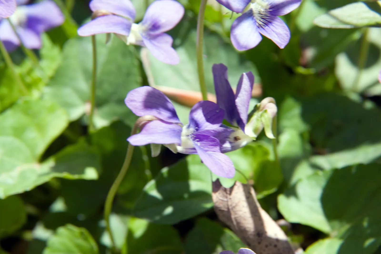 Woodland Phlox (Phlox Divaricata 'London Grove Blue') — or London Grove Blue Sweet William