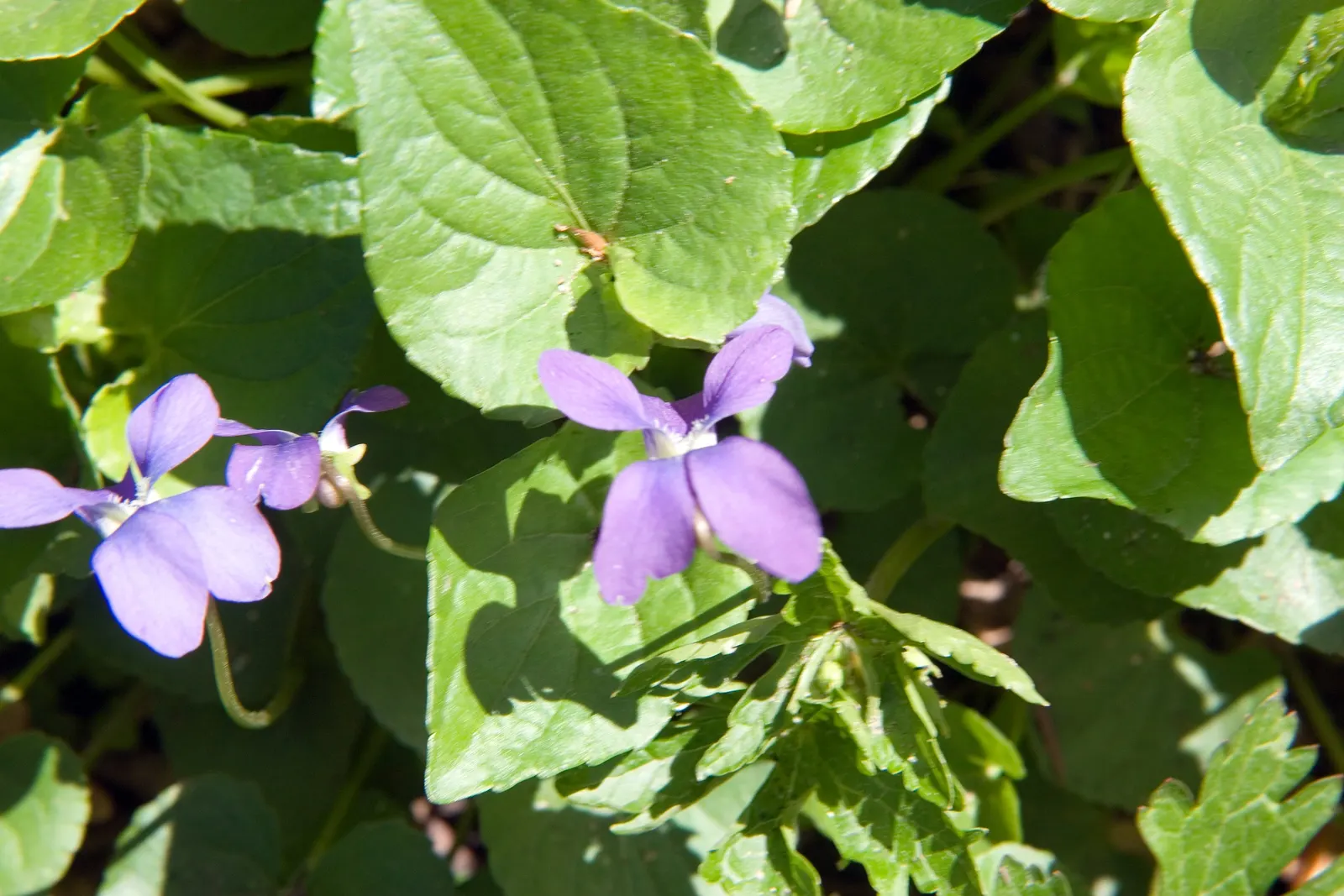 Woodland Phlox (Phlox Divaricata 'London Grove Blue') — is a charming herbaceous perennial