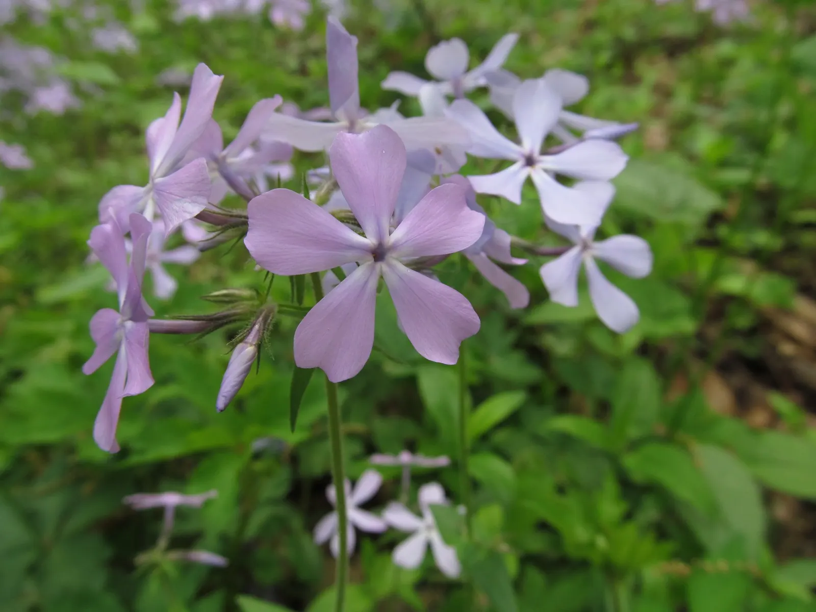 Woodland Phlox (Phlox Divaricata 'London Grove Blue') — This woodland native thrives in partial shade and moist, well-draining soil