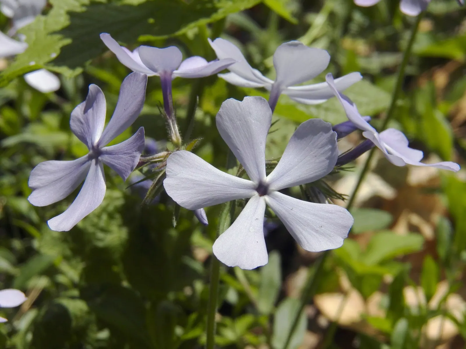 Woodland Phlox (Phlox Divaricata 'London Grove Blue') — is a charming perennial that adds a splash of serene blue to any landscape