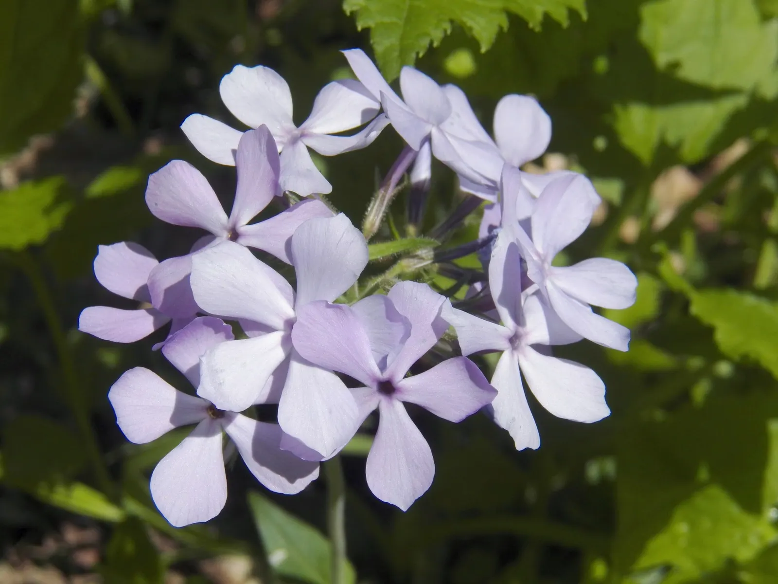 Woodland Phlox (Phlox Divaricata 'London Grove Blue') — Phlox divaricata 'London Grove Blue' thrives in partial to full shade and prefers moist