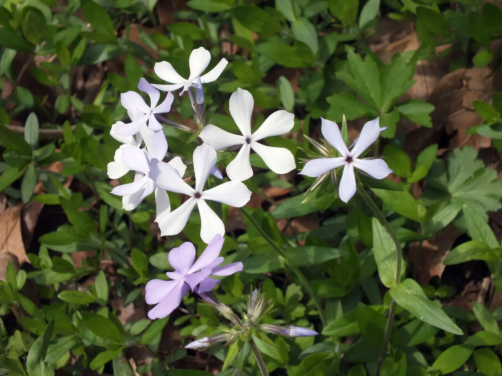 Woodland Phlox (Phlox Divaricata 'London Grove Blue') — perennial for full or half