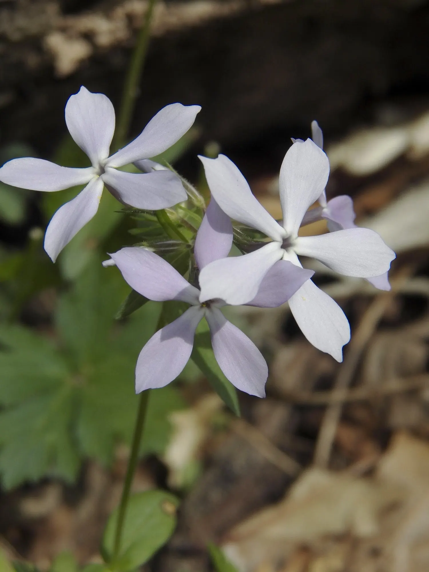 Woodland Phlox (Phlox Divaricata 'London Grove Blue') — the London Grove Blue Sweet William is valued for its attractiveness to butterflies and hummingbirds