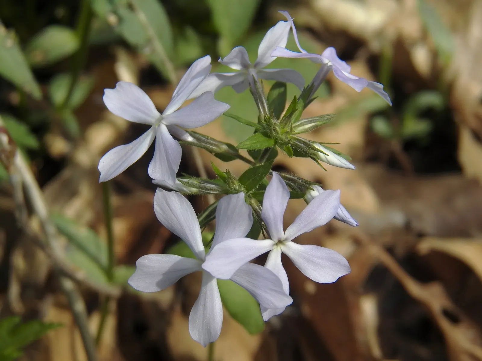 Woodland Phlox (Phlox Divaricata 'London Grove Blue') — perennial with blue and lavender and multi-colored and white blooms
