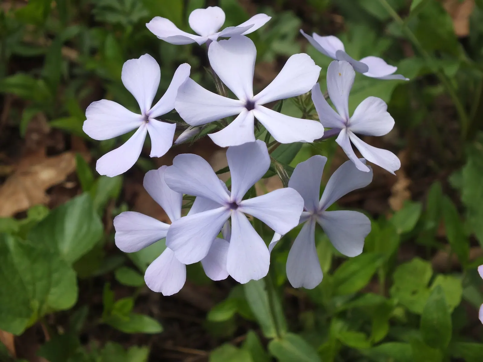 Woodland Phlox (Phlox Divaricata 'London Grove Blue') — loamy soils with an ideal pH range of 6.0 to 8.0