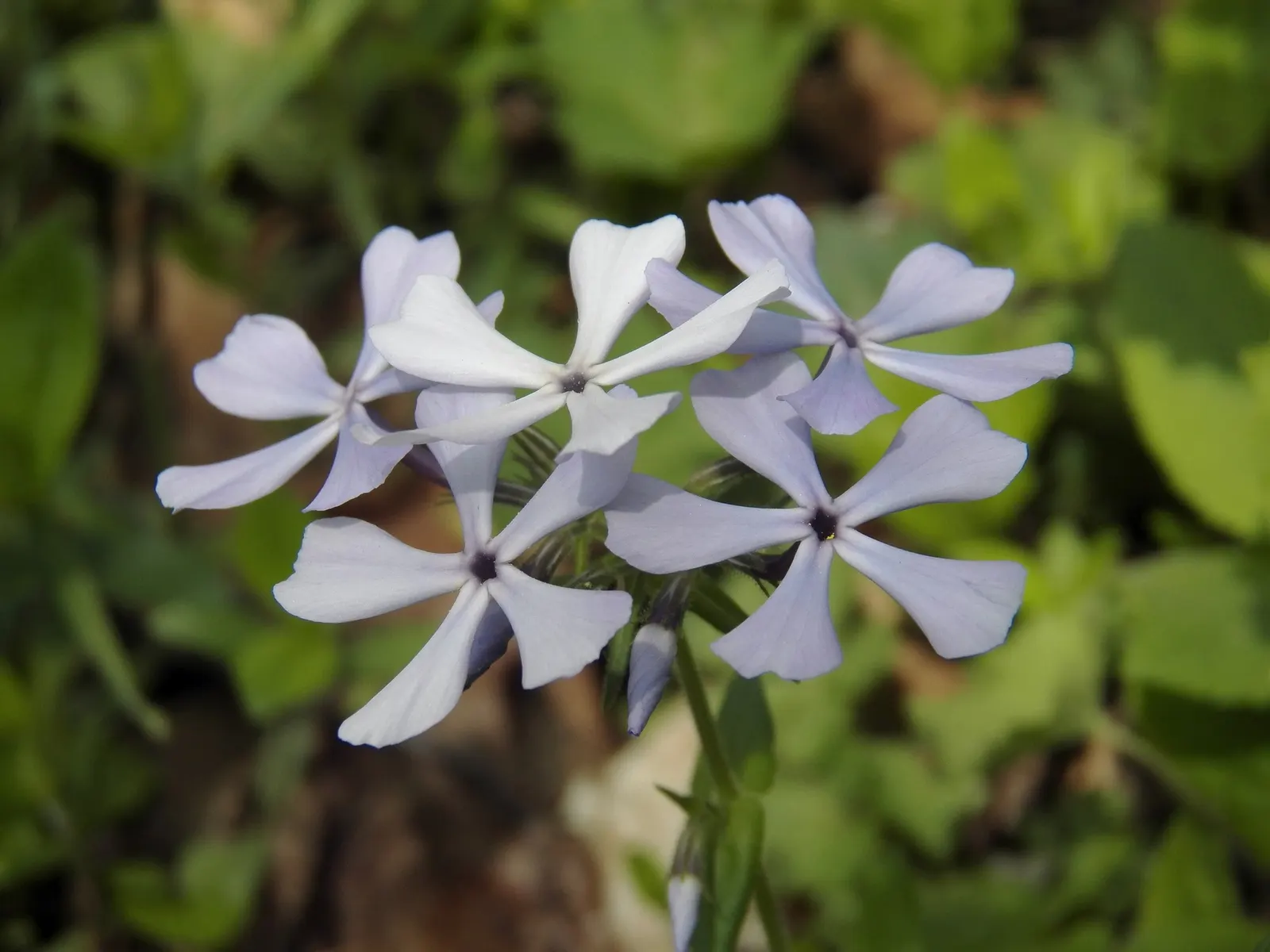 Woodland Phlox (Phlox Divaricata 'London Grove Blue') — Ideal for borders or woodland gardens, it attracts pollinators while resisting deer